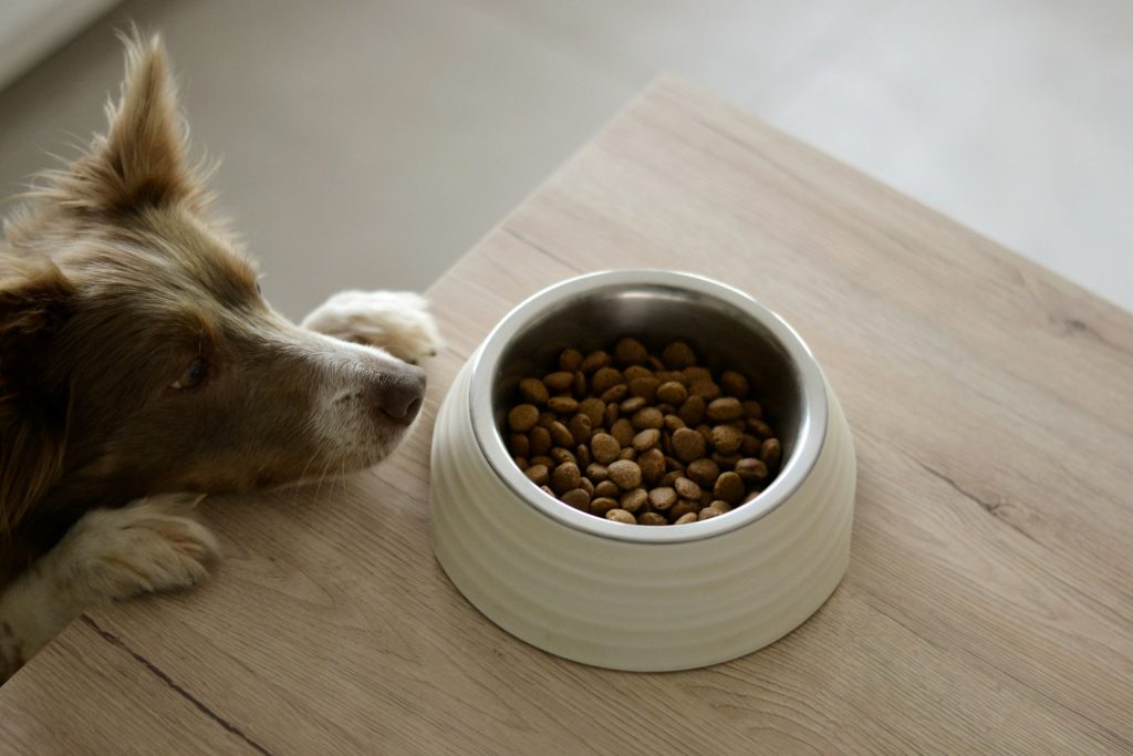 natvoer hond